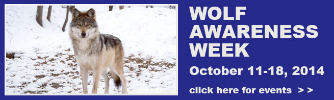 Wolf-awareness-week